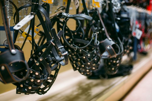 Muselière chien : confort et sécurité pour votre compagnon