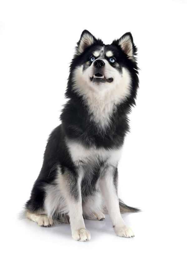 Découvrez l'élevage pomsky en normandie: qualité et amour