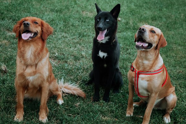 Comment éduquer son chien: astuces pour des sorties plus agréables