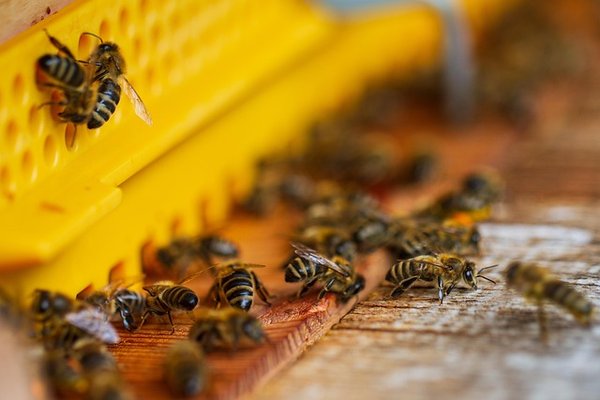 Pourquoi choisir une ruche warré vitrée pour vos abeilles ?