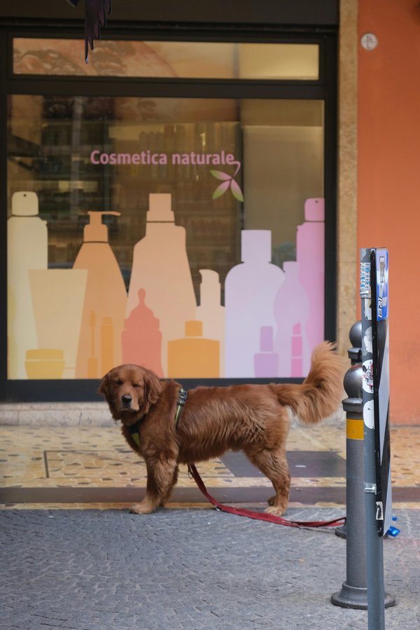 Ladybel cosmétique pour animaux : des produits éco-responsables